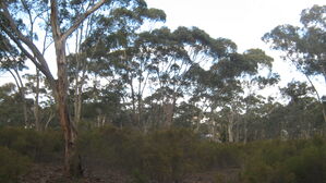 Bushblock - NR Links