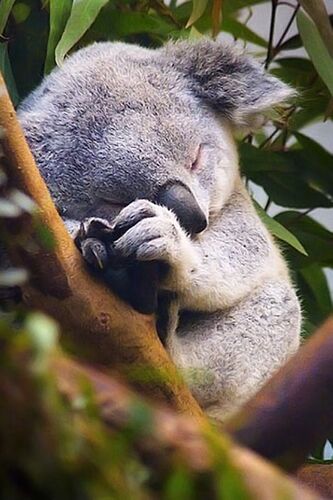 NR Links Town Planning - Koala Reports