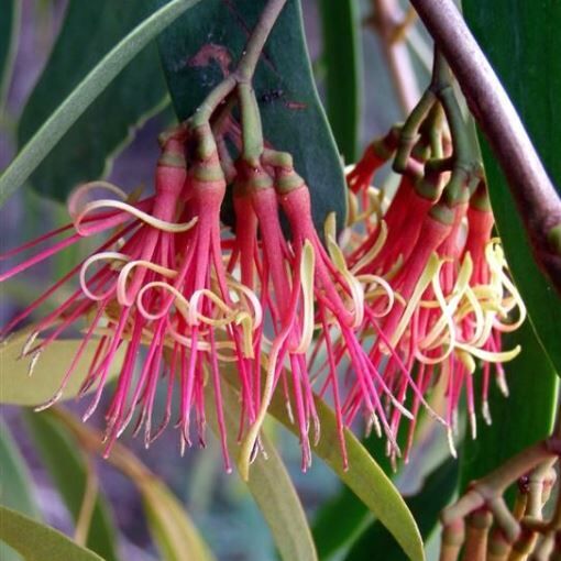 Native Vegetation