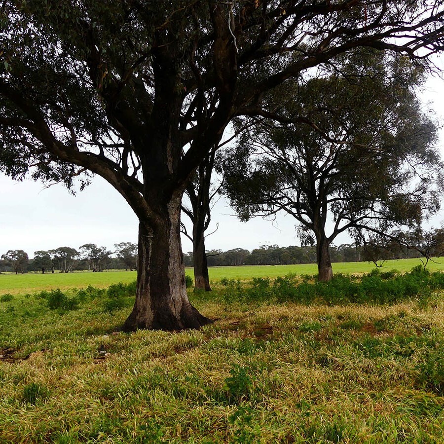 Development of a dwelling farm buildings andamp farm manmagement plan  Bowenvale