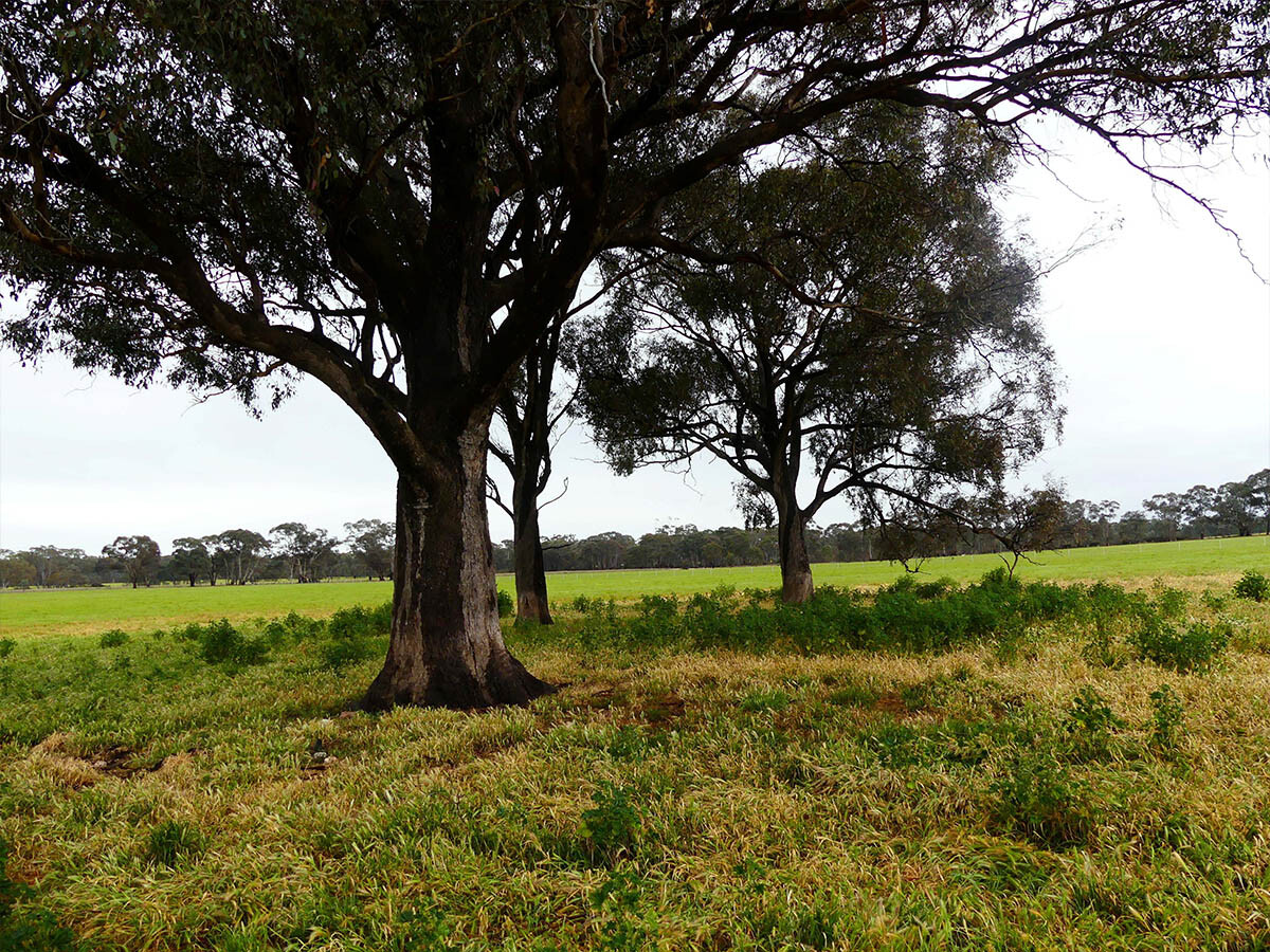 Development of a dwelling farm buildings andamp farm manmagement plan  Bowenvale