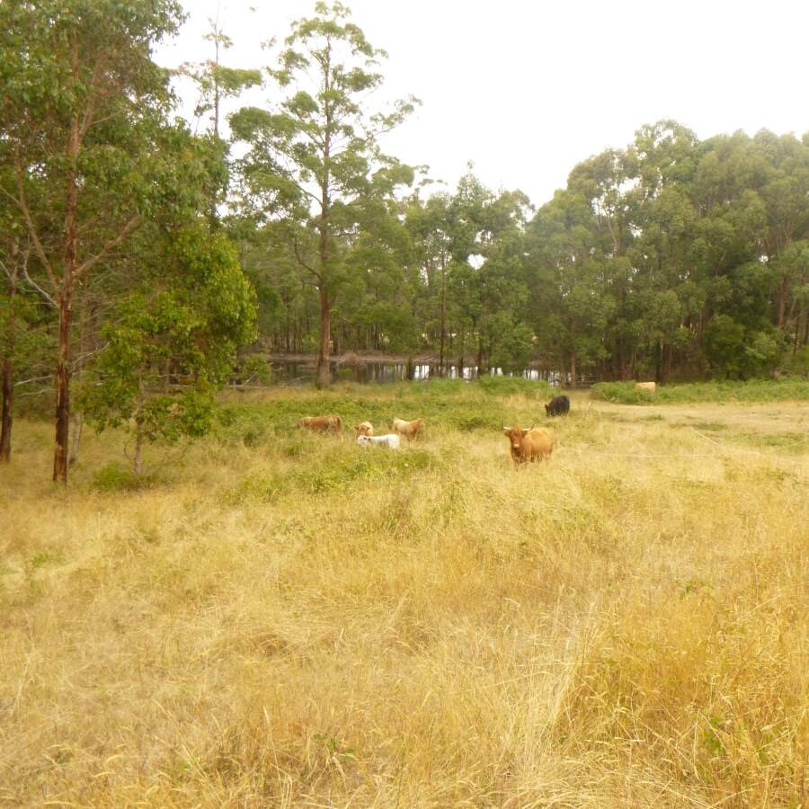 Integrated land management plan  BallanDaylesford Road Korweinguboora 