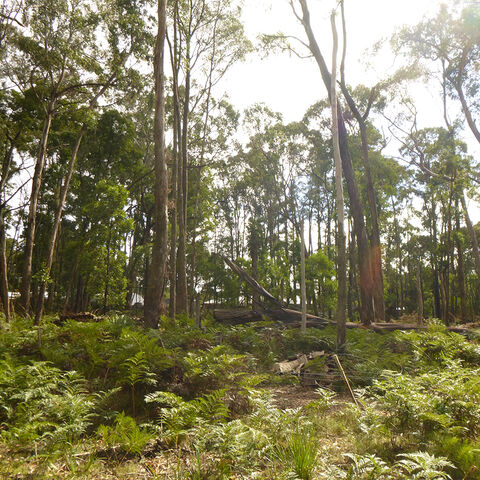 Bushfire Management Report Trentham