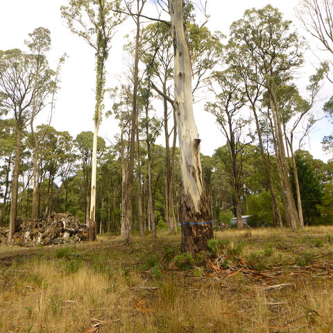 Bushfire Management Report Trentham