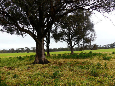Development of a dwelling farm buildings andamp farm manmagement plan  Bowenvale