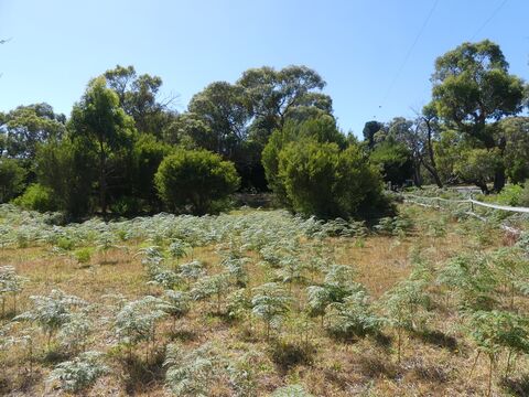 Green Wedge Integrated FarmLand Management Report  Boneo