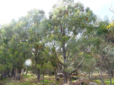 Integrated land management plan - Glue Pot Road Black Range 