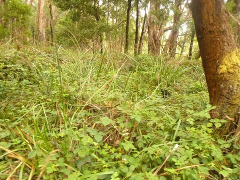 Integrated land management plan  BallanDaylesford Road Korweinguboora 