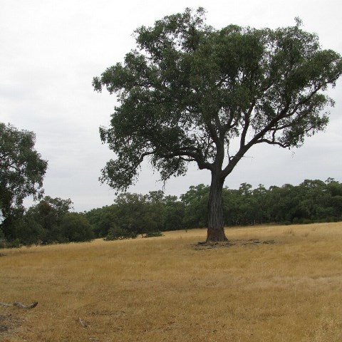 Rural Subdivision